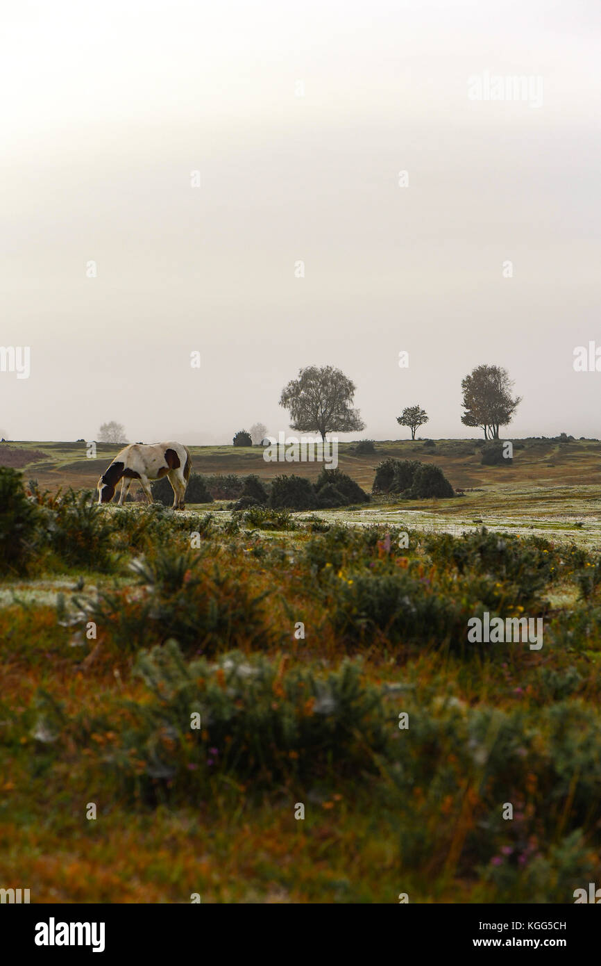 Ein braun-weißes Pferd weiden auf Kanada gemeinsame West gelb am Rande des New Forest auf einem nebligen Morgen. Stockfoto