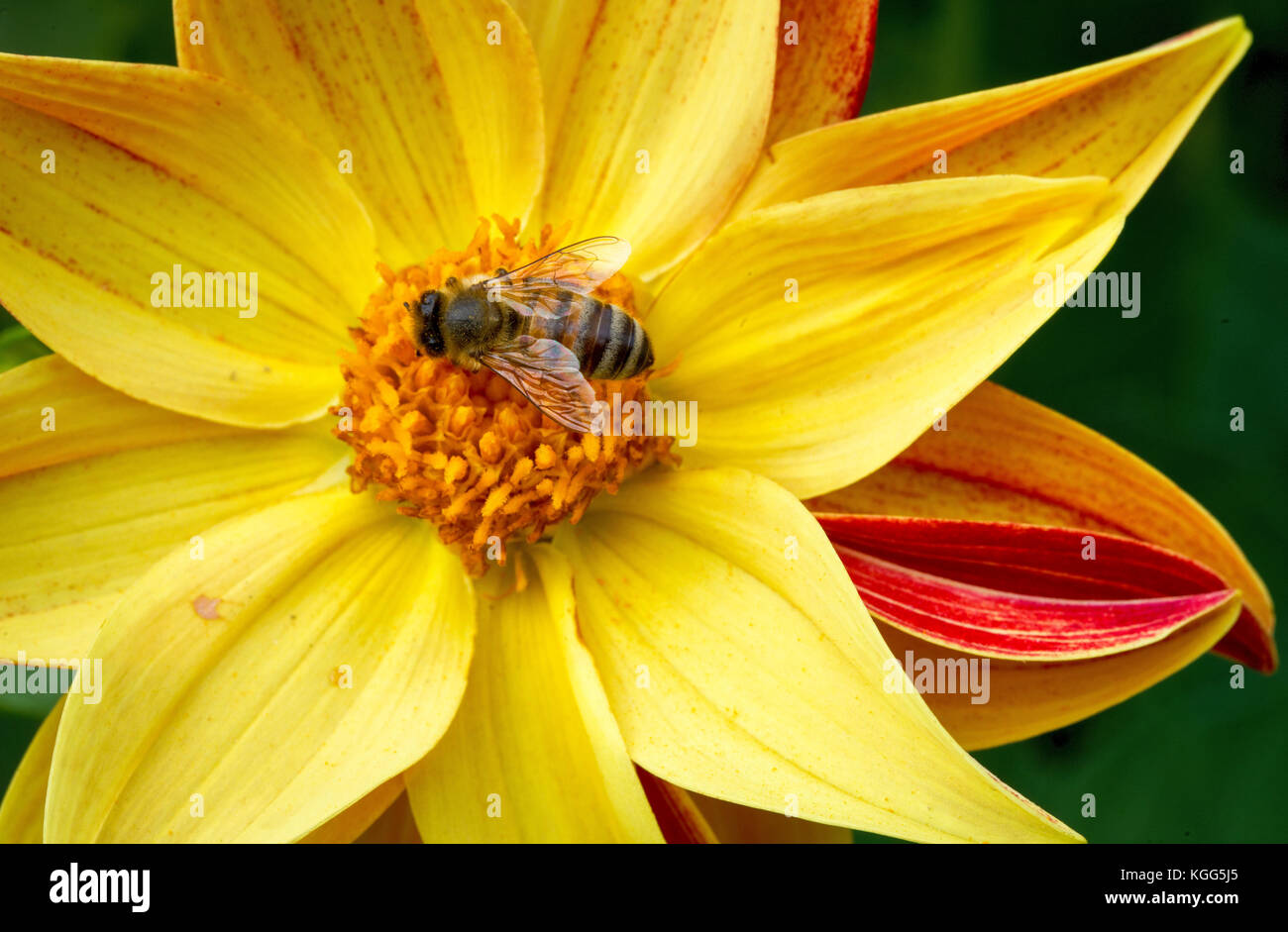 Biene auf einer Dhalia Stockfoto