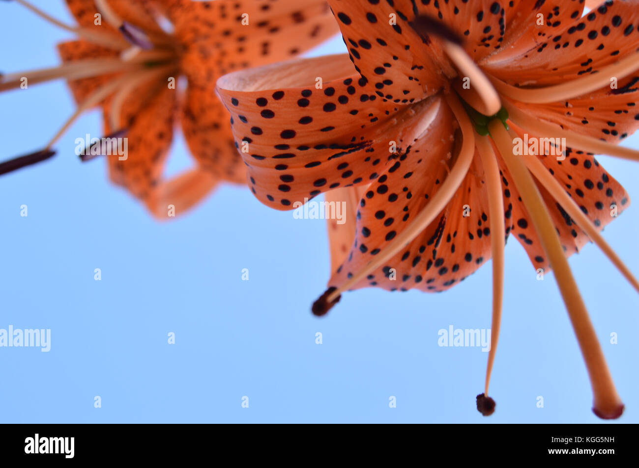 Schöne Lilien blühen im Garten auf und blauer Himmel, Ansicht von unten. Stockfoto