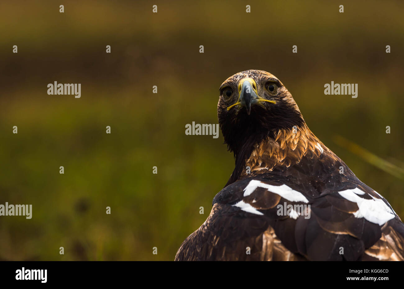 Ein Imperial eagle/eine östliche Kaiseradler/close-up-Bild/Vogel in Gefangenschaft Stockfoto