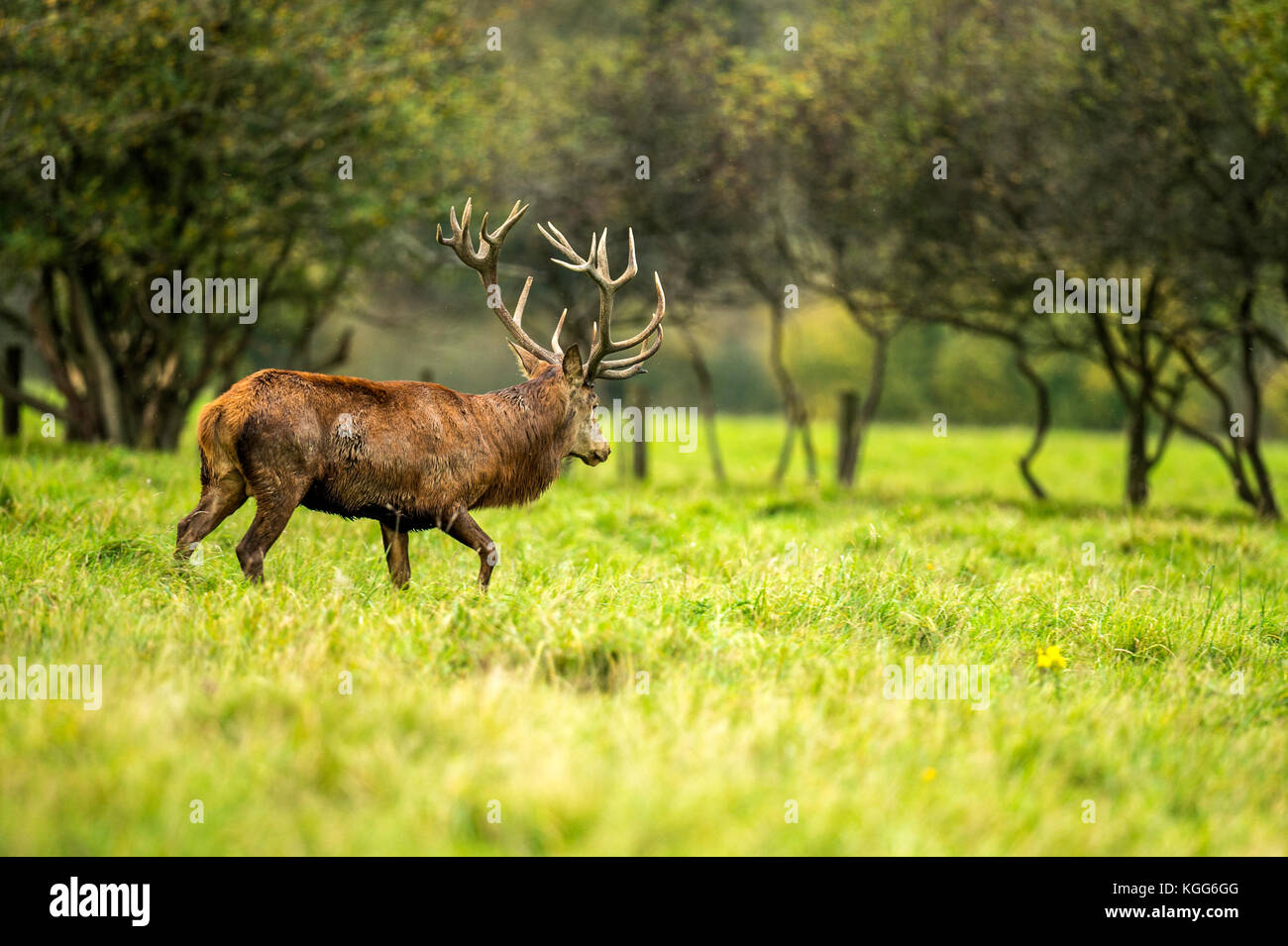 Herbst rot Hirschbrunft. Bildsequenz, die Szenen um männlichen Hirsch und Frau Hind ist mit Jungen in Ruhe und kämpfte während der jährlichen Herbst Furche. Stockfoto