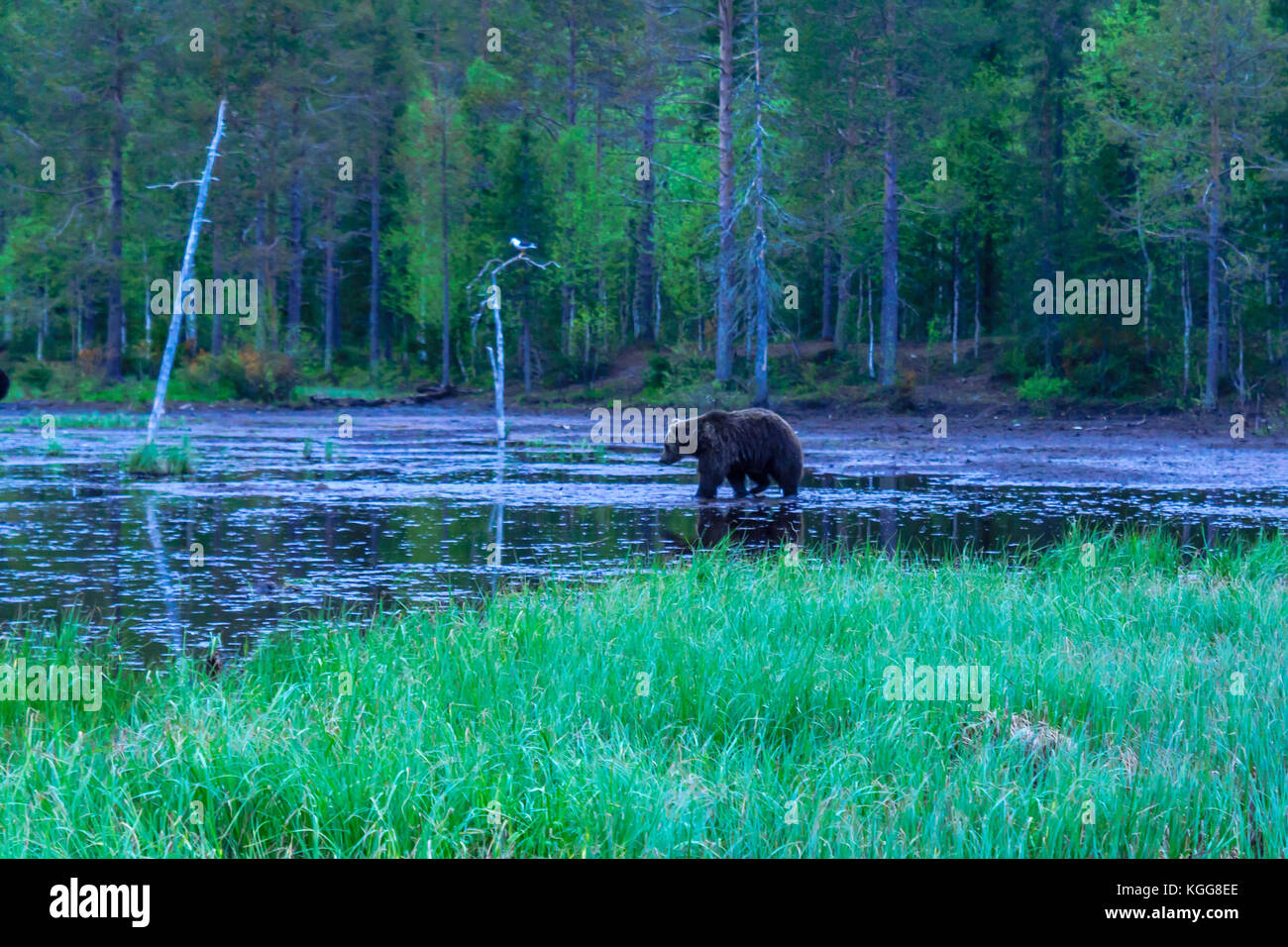 Teich mit einem braunen Bären, in Kuusamo region, Finnland Stockfoto