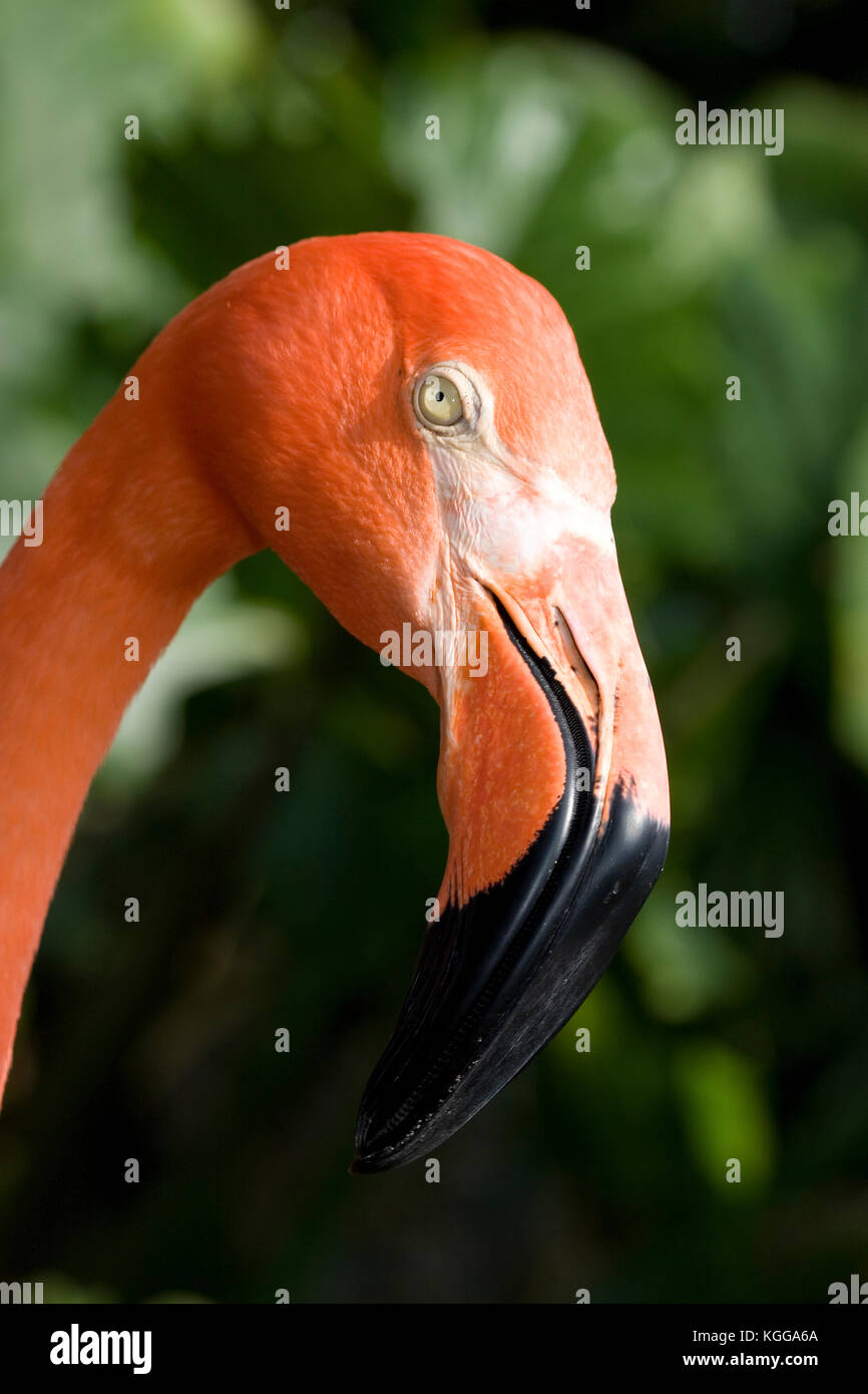 Karibik Flamingo, Phoenicopterus ruber Stockfoto