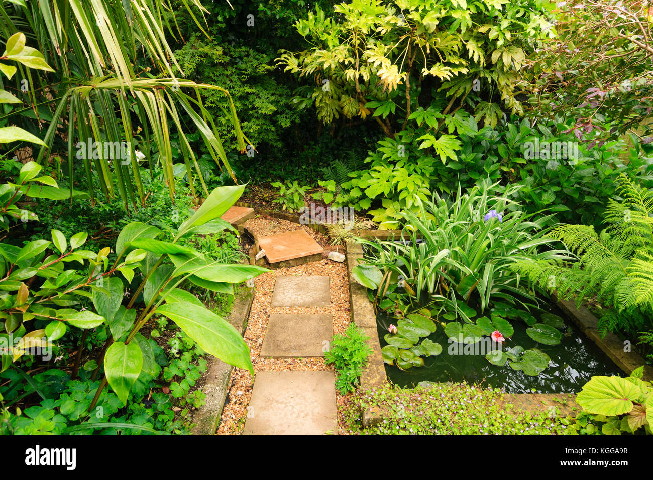 Kleiner Garten Teich in einem exotischen Garten in Plymouth, Großbritannien, von großen Leaved Grünpflanzen umgeben Stockfoto