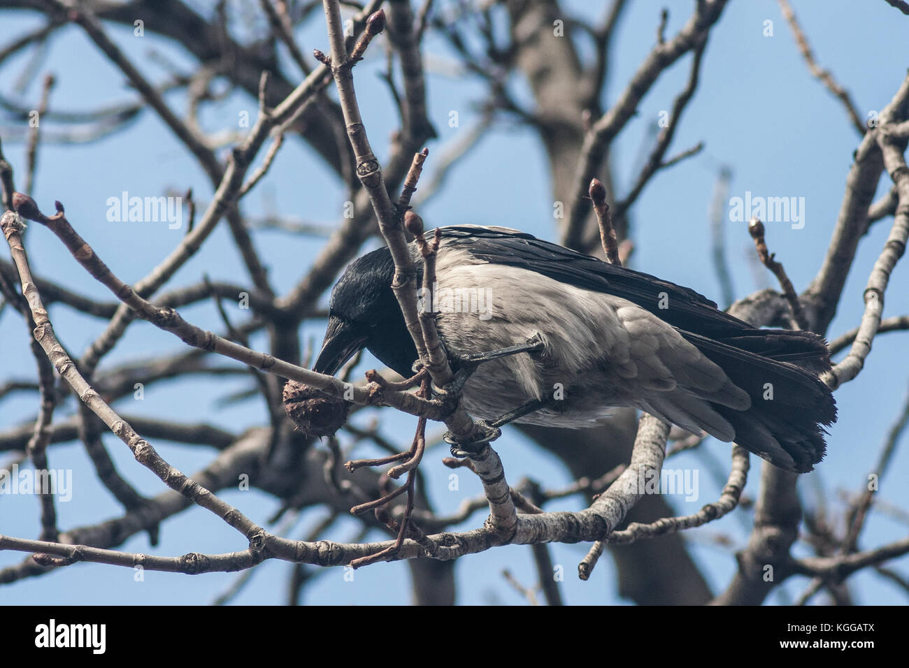 Nebelkrähe (Corvus cornix) stehen auf einem Ast, Essen eine Frucht aus, an einem kalten Wintertag, Belgrad, Serbien Stockfoto