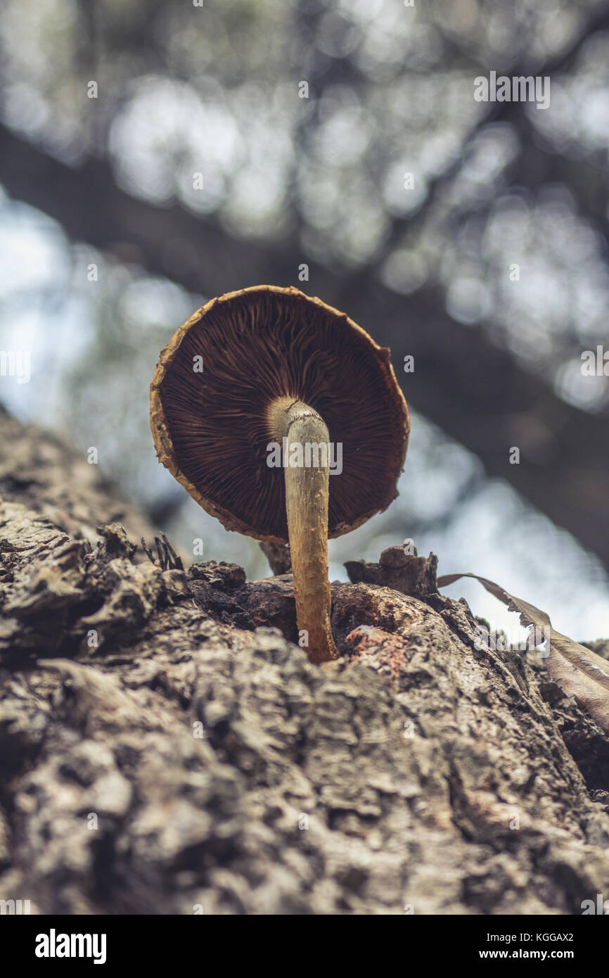 Pilzzucht aus einem Baumstamm mit Rinde am Großen Krieg Insel, Belgrad, Serbien Stockfoto