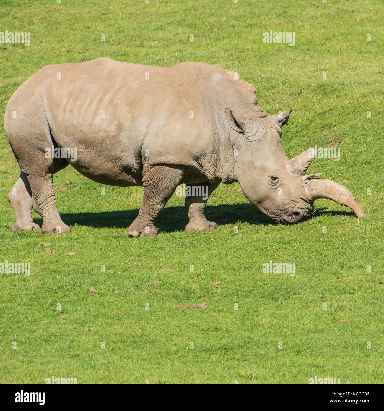 Ein weißes Nashorn Schürfwunden in einem Feld. Stockfoto