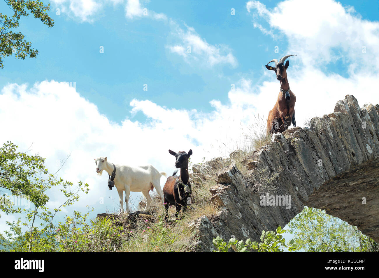 Ziegen grasen in der ligurischen Berge Stockfoto