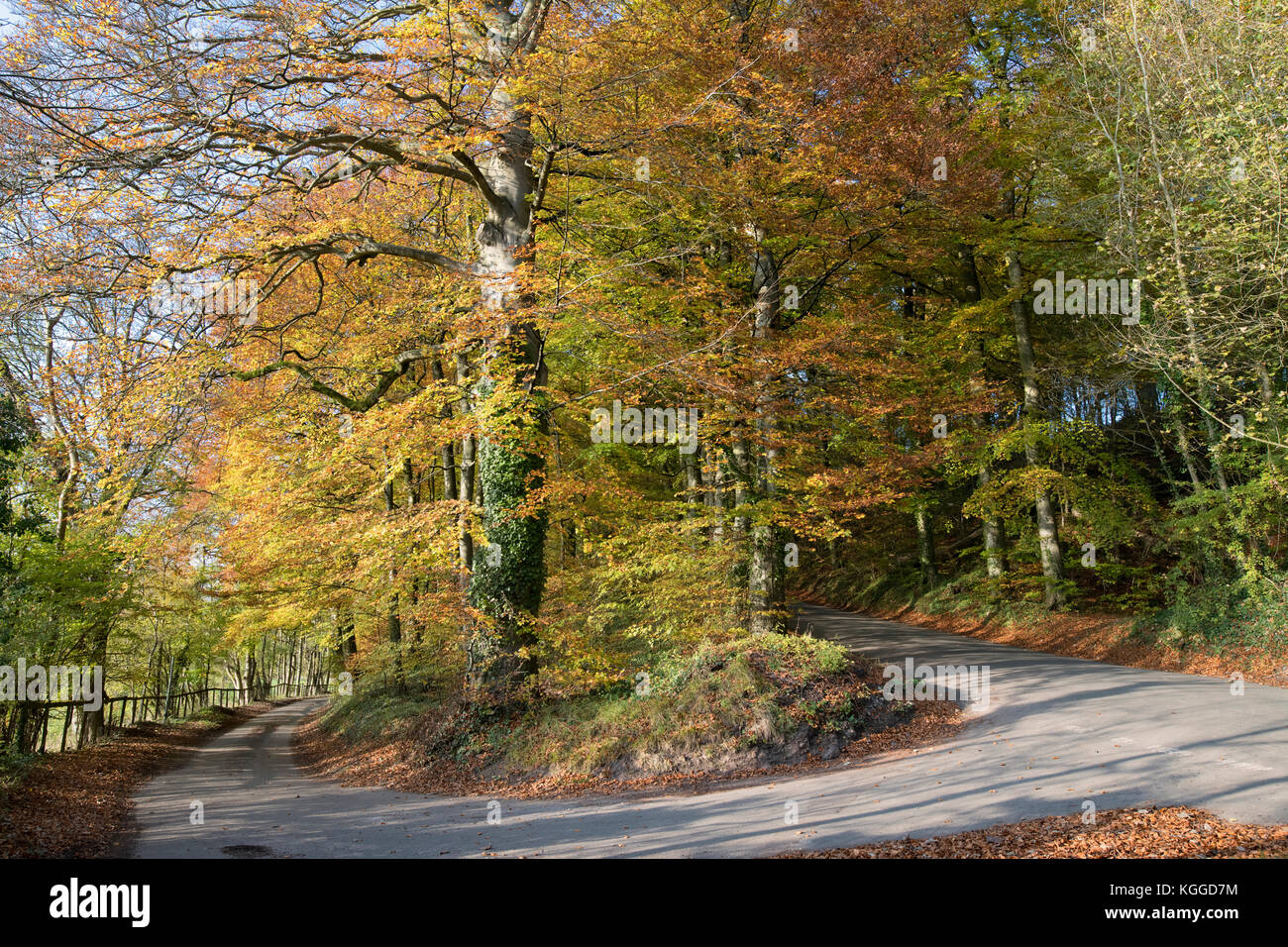 Von Bäumen gesäumten Straße zu Lowerdean und Turkdean am späten Nachmittag im Herbst Sonnenlicht. Cotswolds, Gloucestershire, England Stockfoto