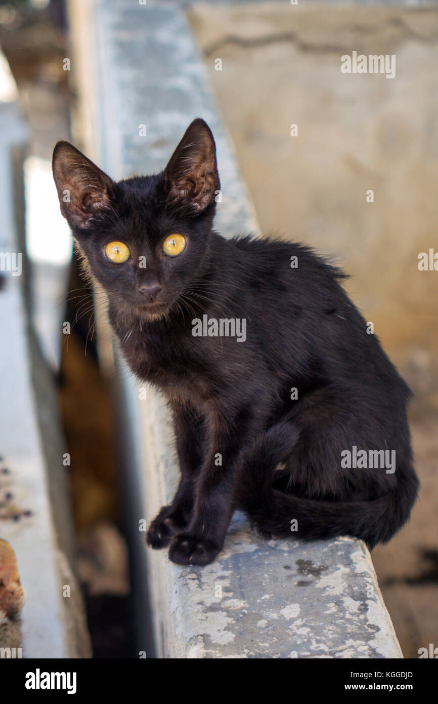 Wilde Katze in Richtung Kamera schaut Stockfoto