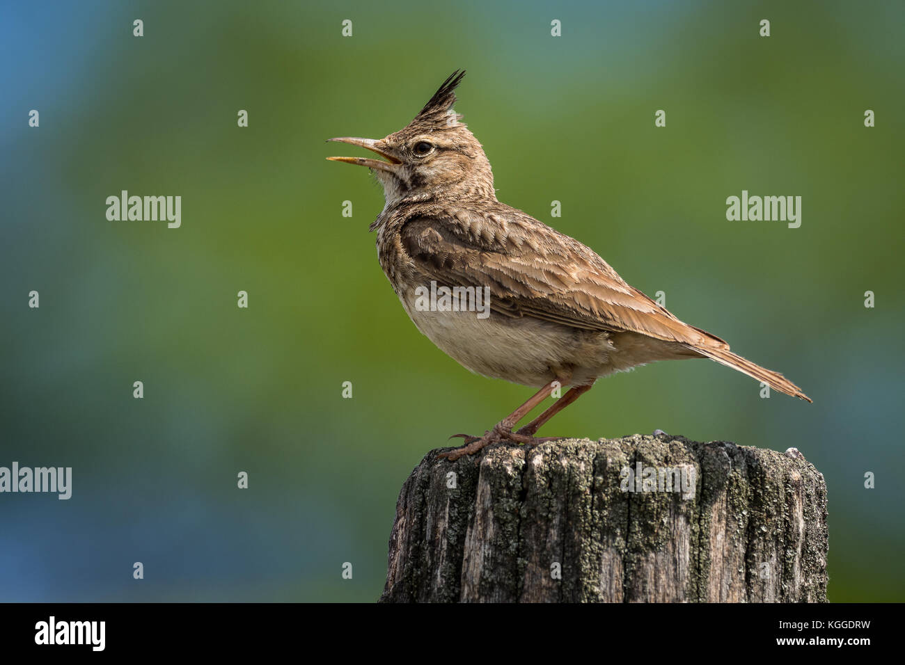 Crested Lark (Galerida cristata) auf eine Beteiligung mit grünen und blauen Hintergrund thront. Stockfoto