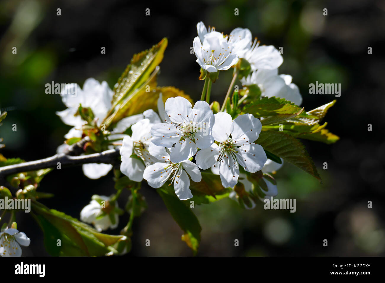 Weiße Blumen von Sweet cherry auf grünem Hintergrund. Stockfoto