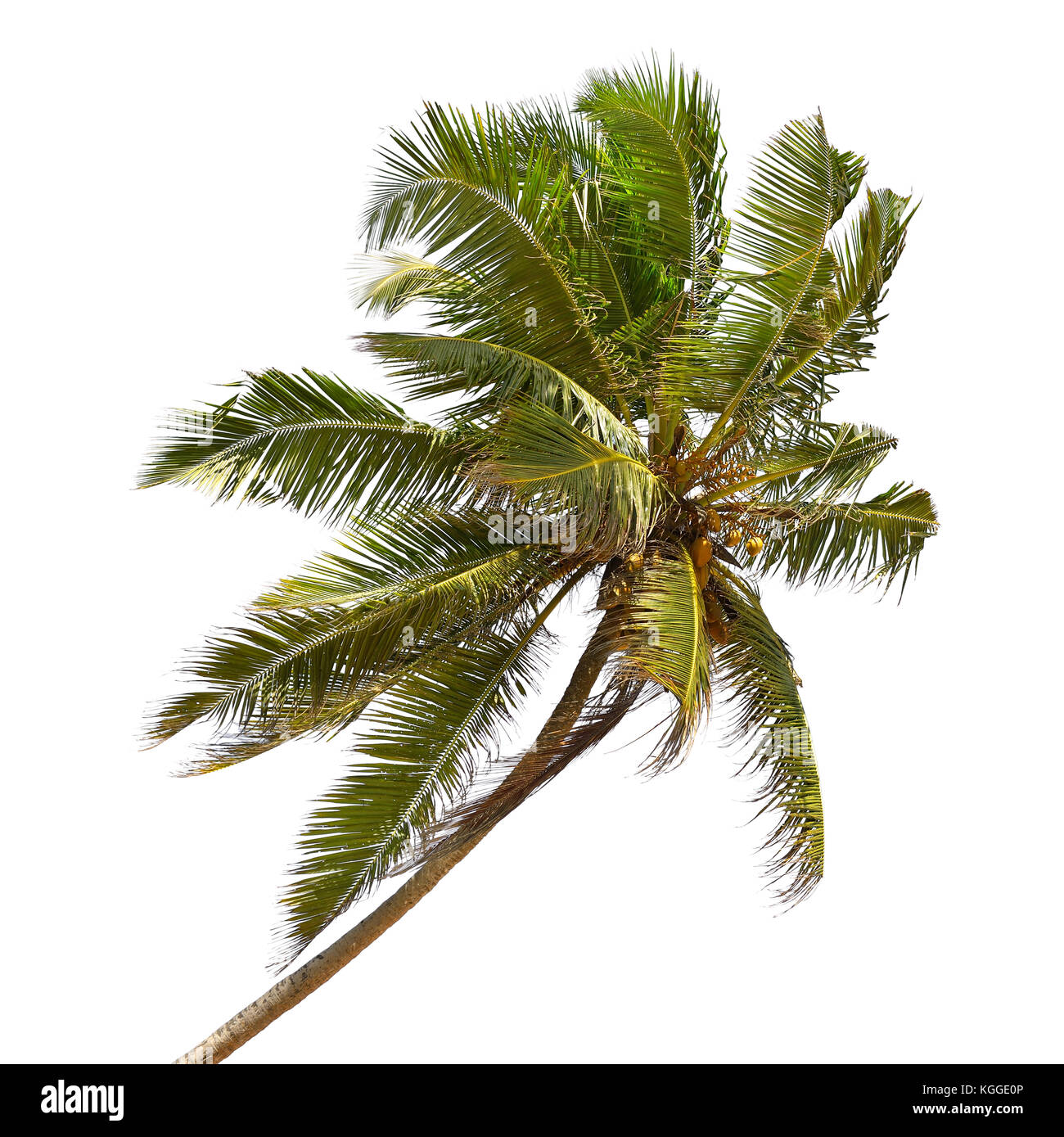 Gekippt Kokospalme auf weißem Hintergrund Stockfoto