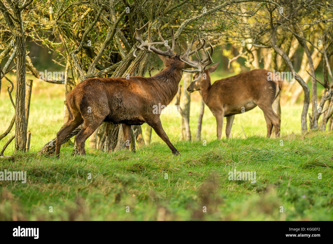 Herbst rot Hirschbrunft. Bildsequenz, die Szenen um männlichen Hirsch und Frau Hind ist mit Jungen in Ruhe und kämpfte während der jährlichen Herbst Furche. Stockfoto