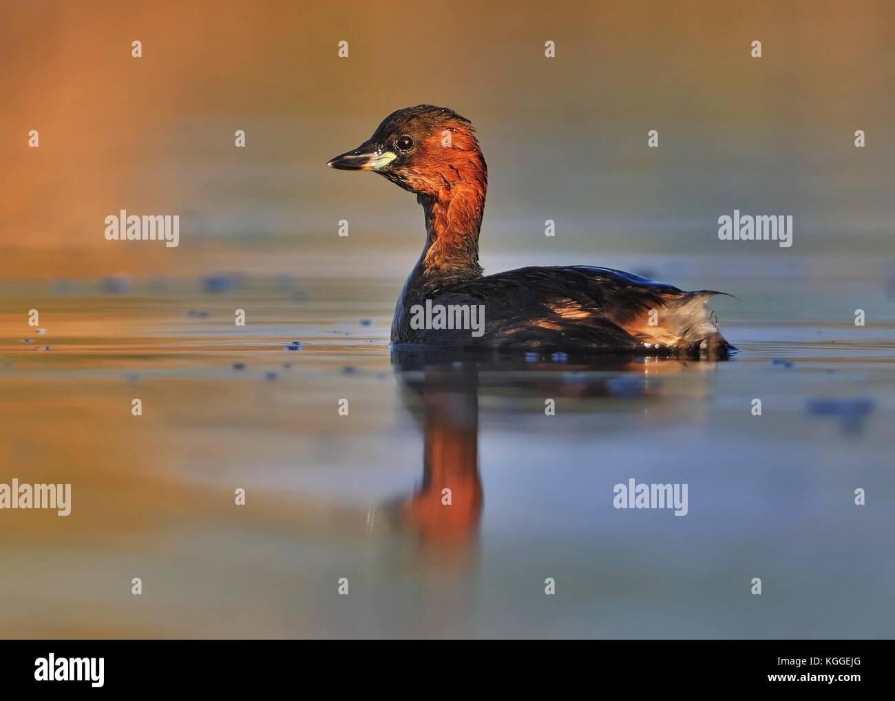 - Zwergtaucher Tachybaptus ruficollis schwimmen auf dem Wasser Stockfoto