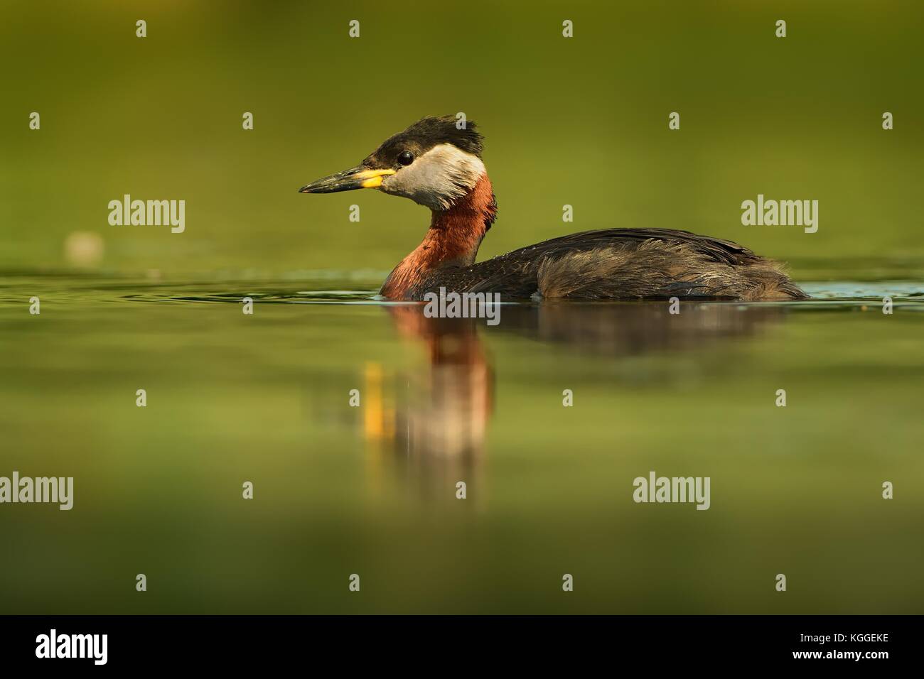 Red-necked Grebe (Podiceps grisegena) auf dem See im Frühling Stockfoto