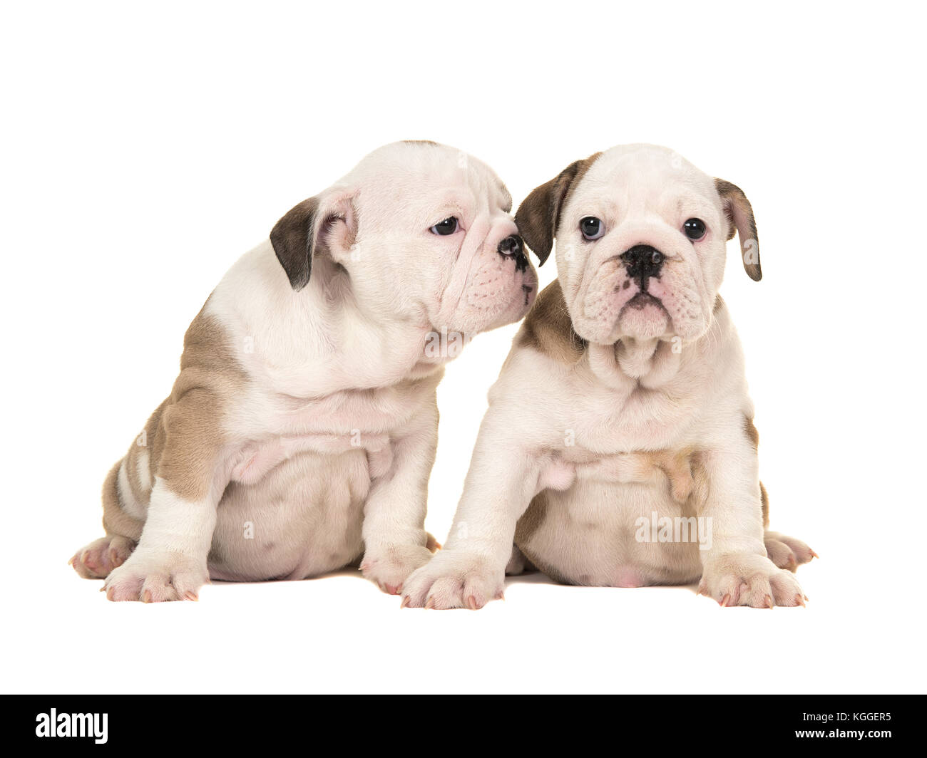 Zwei Susse Braune Und Weisse Englische Bulldogge Welpen Hunde Sitzen Zusammen An Der Kamera Einen Blick Auf Die Anderen Welpen Wie Flustern In Der E Suchen Stockfotografie Alamy