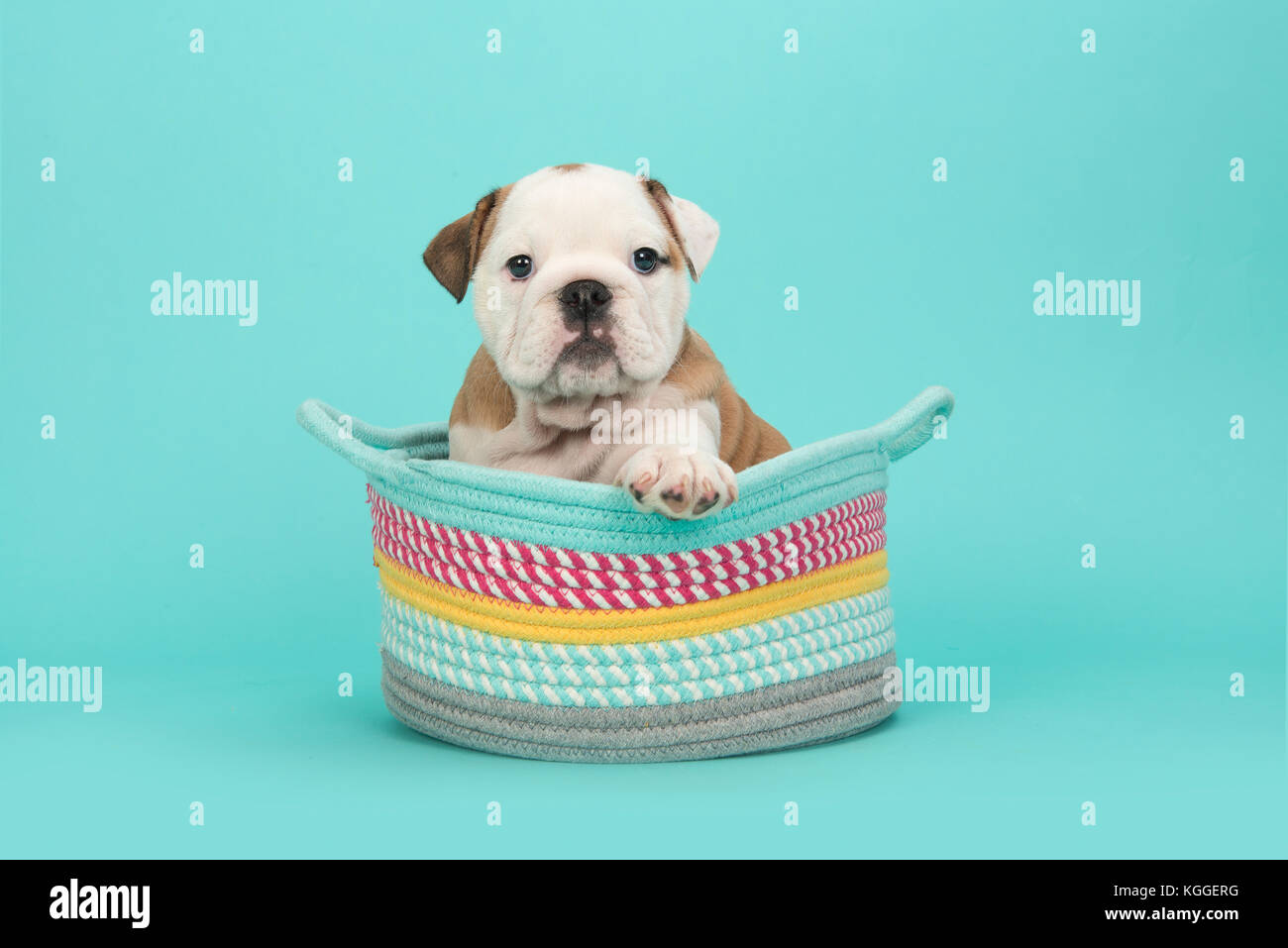 Braune Und Weisse Englische Bulldogge Welpen In Einer Farbigen Korb Auf Einem Turkis Blauen Hintergrund Stockfotografie Alamy