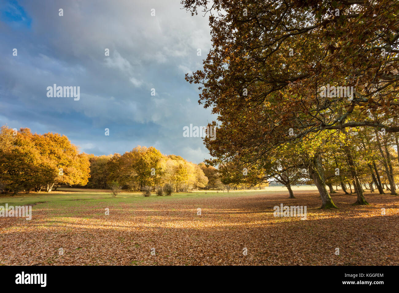 Herbstnachmittag in New Forest National Park, Hampshire, England. Stockfoto