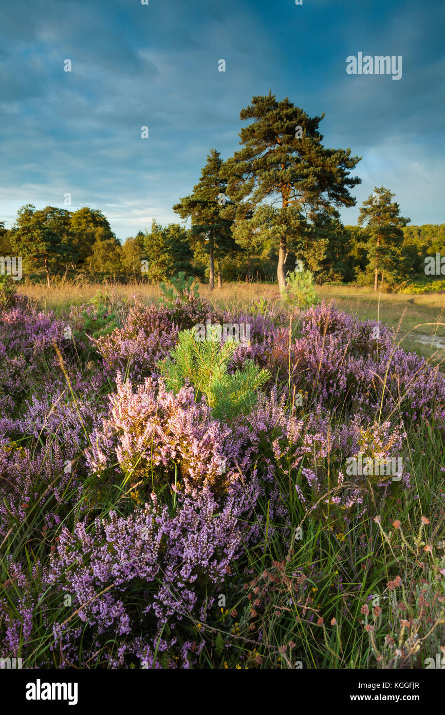 Sommer Abend in Ashdown Forest, East Sussex, England. Stockfoto