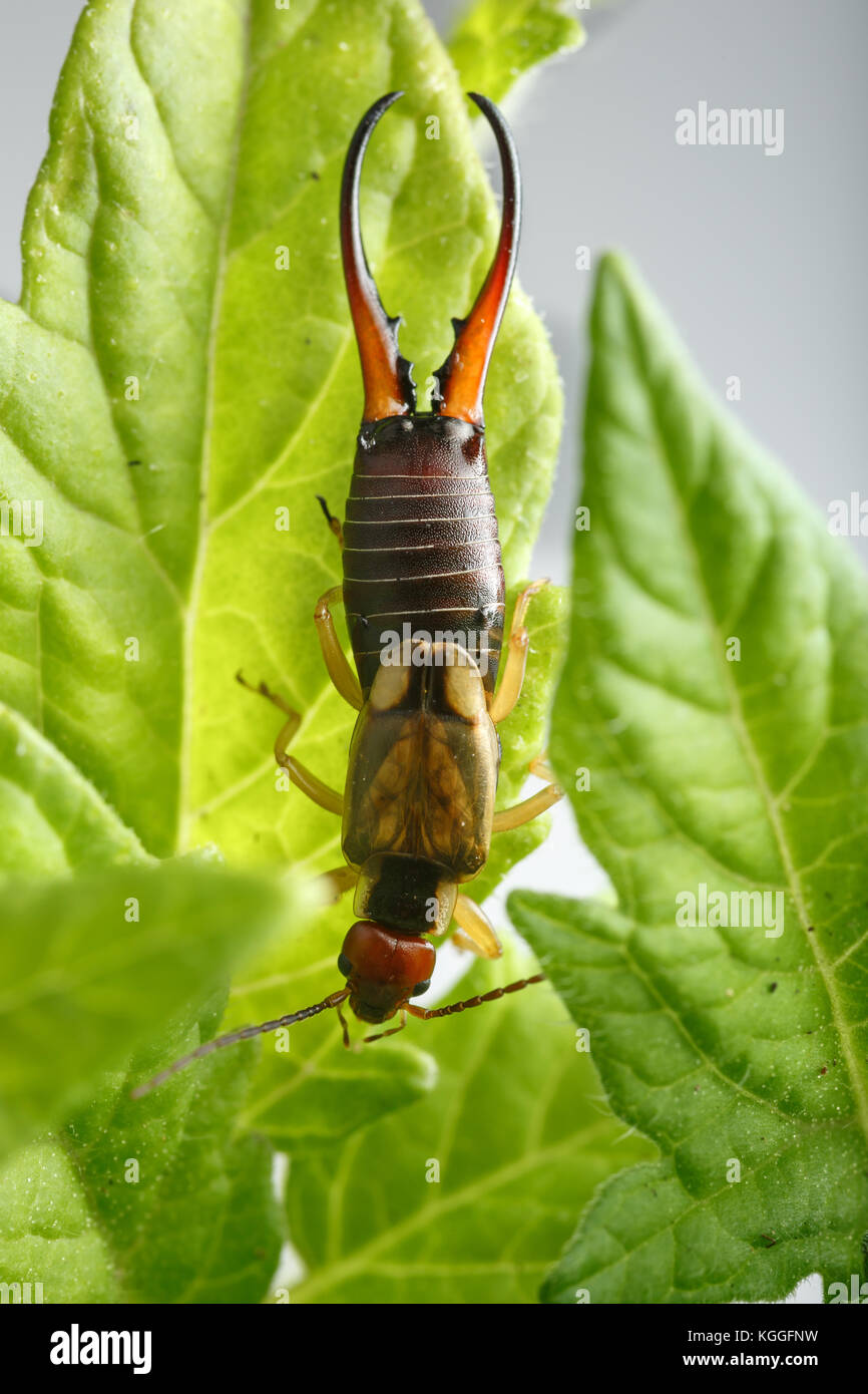 Männliche earwig geht unten die Blätter der Tomatenpflanze, auf grauem Hintergrund. Forficula auricularia ist ein bekannter Schädling in der Landwirtschaft Stockfoto