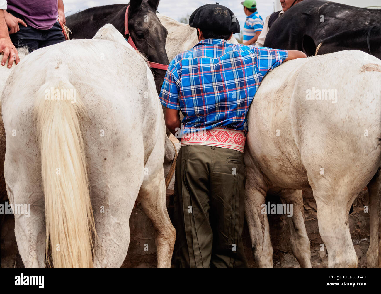 Gaucho mit Pferden, vallecito, Provinz San Juan, Argentinien Stockfoto