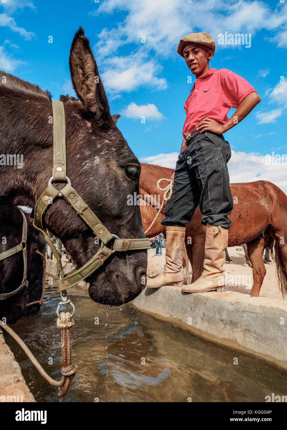 Gaucho mit Pferden, vallecito, Provinz San Juan, Argentinien Stockfoto