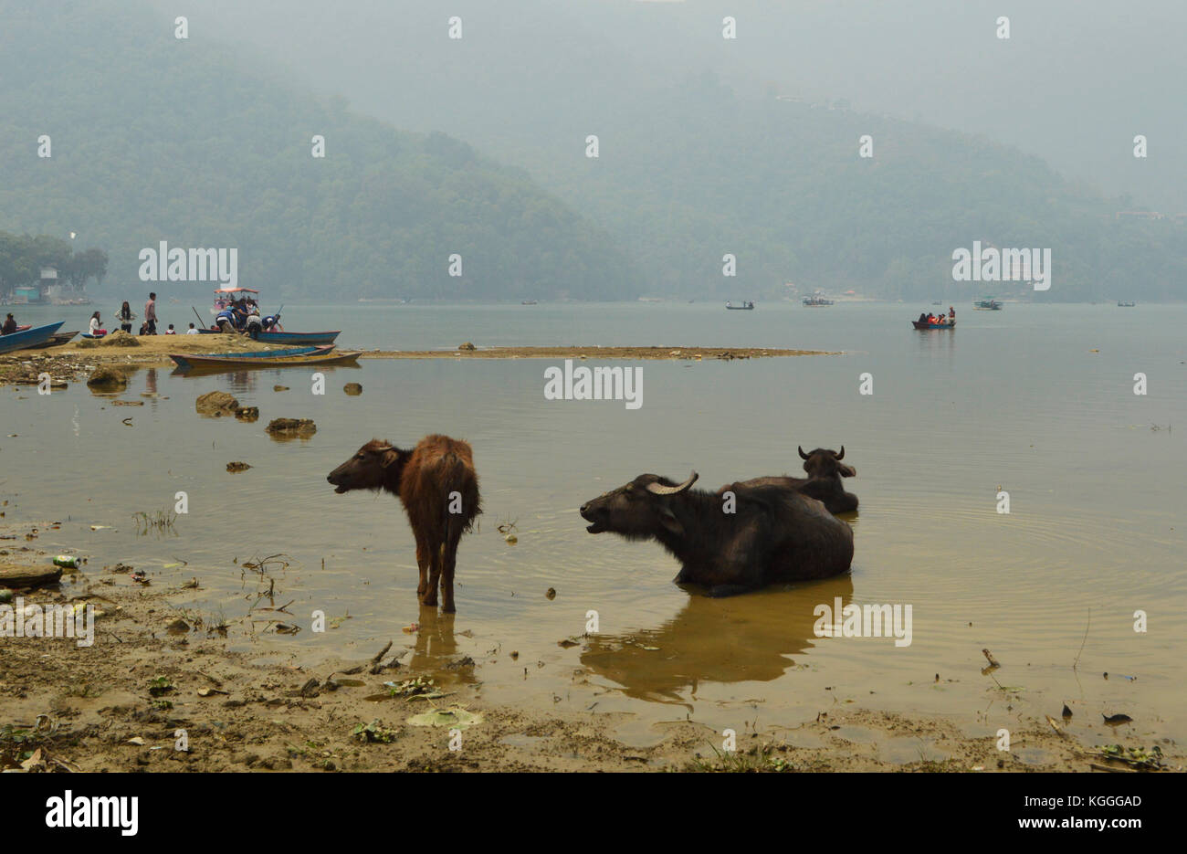 Wasserbüffel im Wasser, See Phewa in Phokara, Nepal. Stockfoto