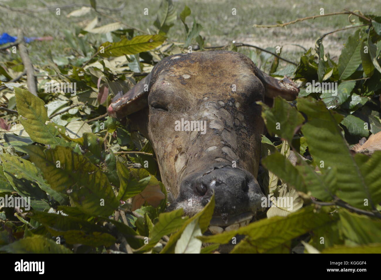 Schlachtung von Wasserbüffeln in einem kleinen nepalesischen Dorf auf humane Weise. Getötet mit 3 Schlägen der unscharfen Seite einer Axt auf dem Kopf. Alle Männer helfen. Stockfoto