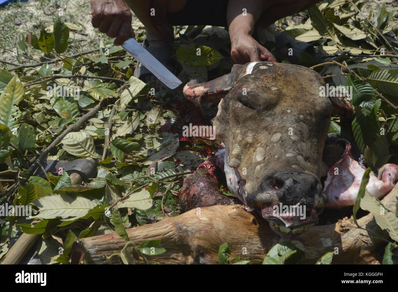 Schlachtung von Wasserbüffeln in einem kleinen nepalesischen Dorf auf humane Weise. Getötet mit 3 Schlägen der unscharfen Seite einer Axt auf dem Kopf. Alle Männer helfen. Stockfoto