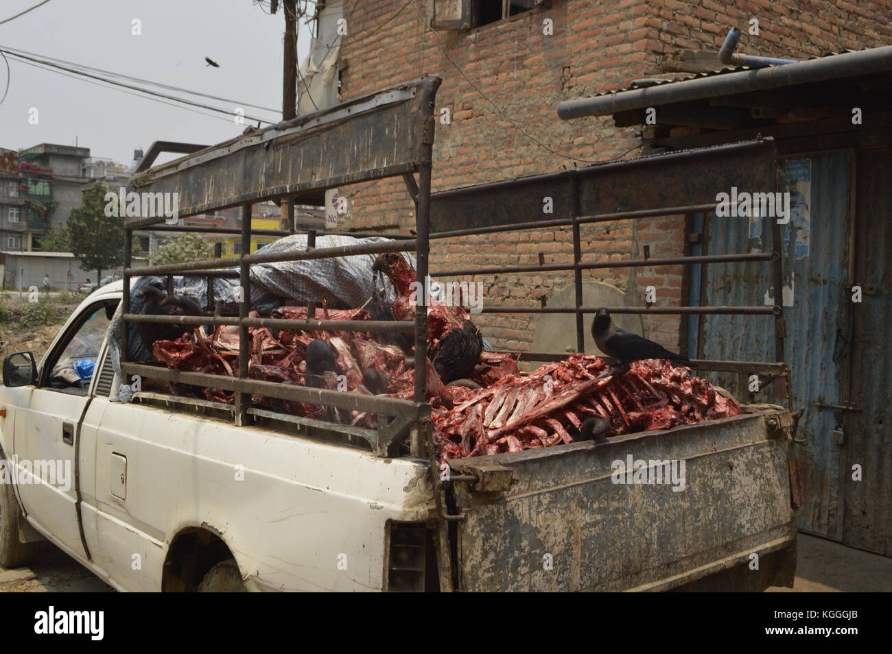 Ein Lastwagen voller Knochen und Leichen mit einem Vogel, der auf einem Brustkorb sitzt. Ein Dalit-Viertel mit niedriger Kaste, in dem Fleisch und Industrie produziert werden. Unantastbar Stockfoto