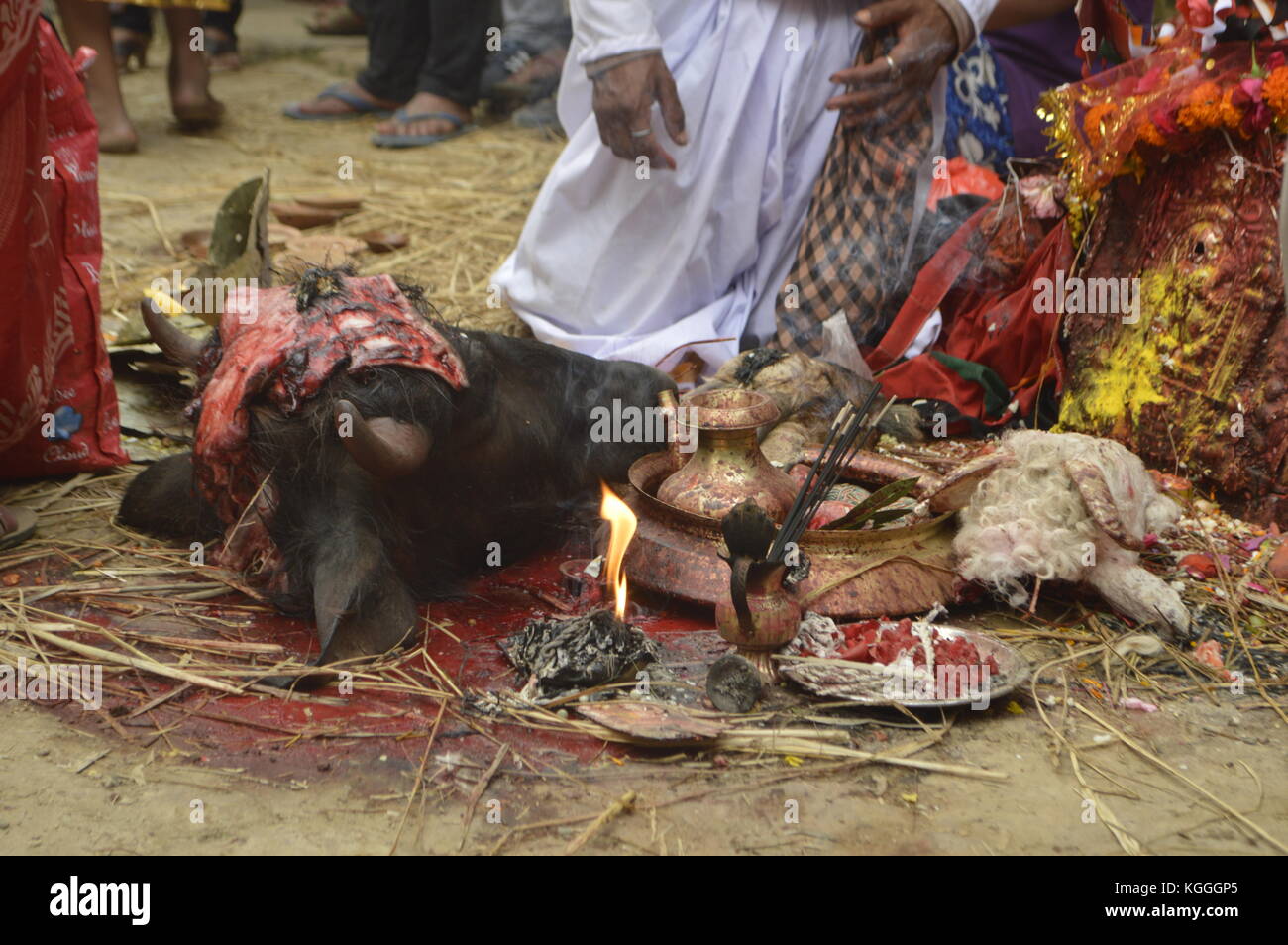 Mehrere Tiere opferten für die Götter während des jatra-Festivals, Panauti, Nepal. Schafe, Ziegen, Enten, Büffel geopfert. Hindu. Stockfoto