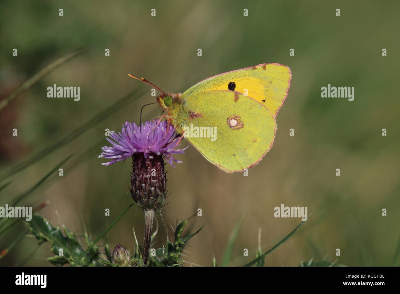 Getrübt gelben Schmetterling auf einer Distel Kopf im Oktober am Oare Marsh, lateinischer Name Colias croceus. Stockfoto