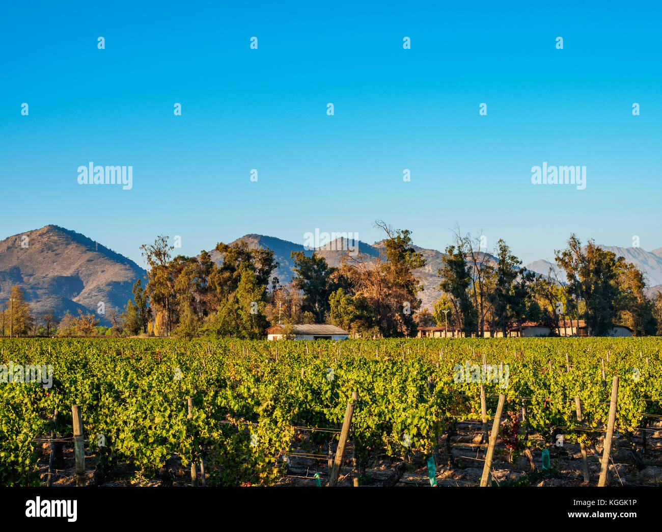 Santa Rita Weinberg, Alto Jahuel, Buin, Santiago Metropolitan Region, Chile Stockfoto