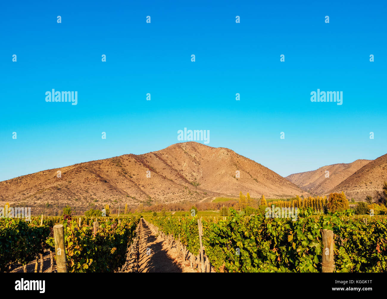Santa Rita Weinberg, Alto Jahuel, Buin, Santiago Metropolitan Region, Chile Stockfoto