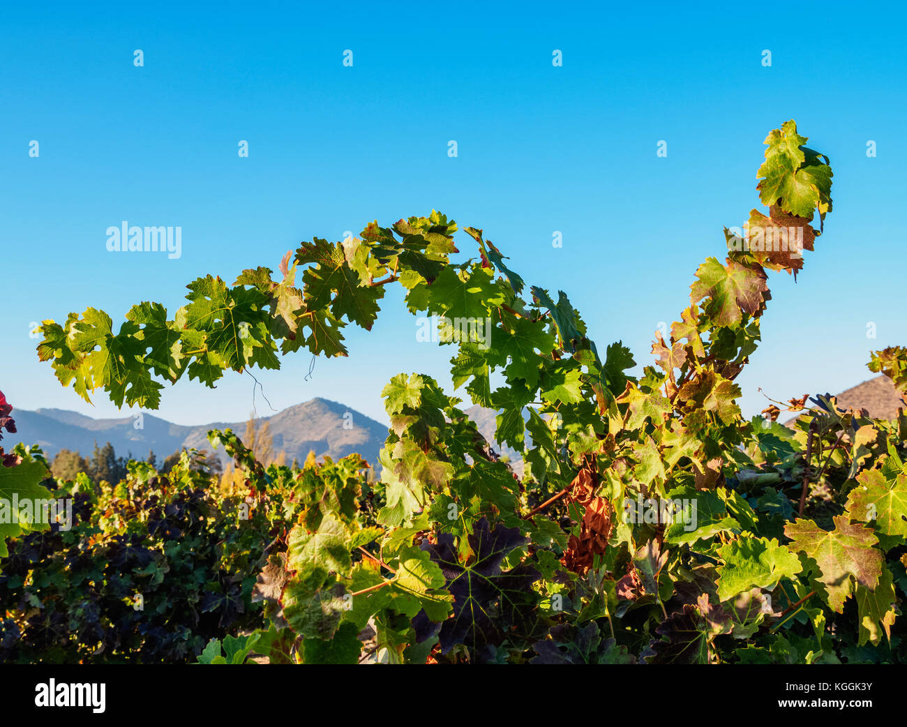 Santa Rita Weinberg, Alto Jahuel, Buin, Santiago Metropolitan Region, Chile Stockfoto