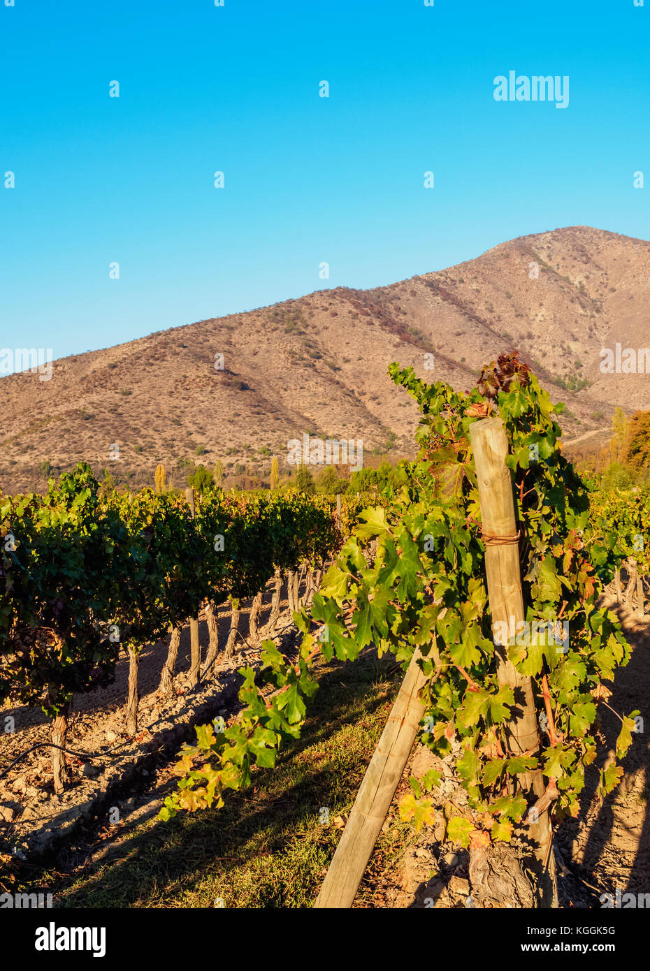 Santa Rita Weinberg, Alto Jahuel, Buin, Santiago Metropolitan Region, Chile Stockfoto