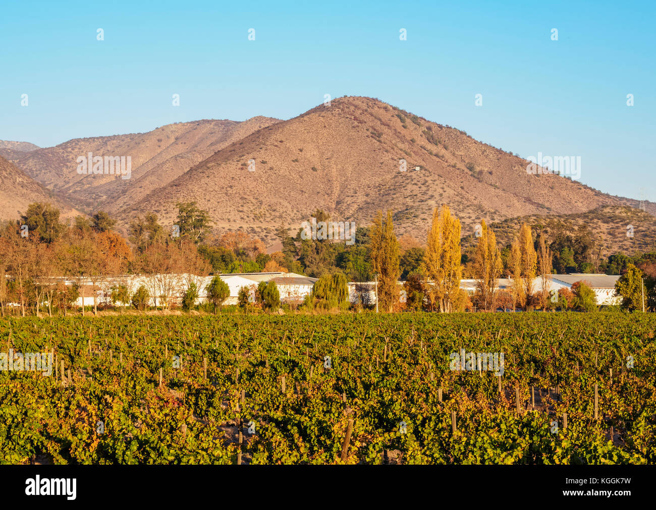 Santa Rita Weinberg, Alto Jahuel, Buin, Santiago Metropolitan Region, Chile Stockfoto