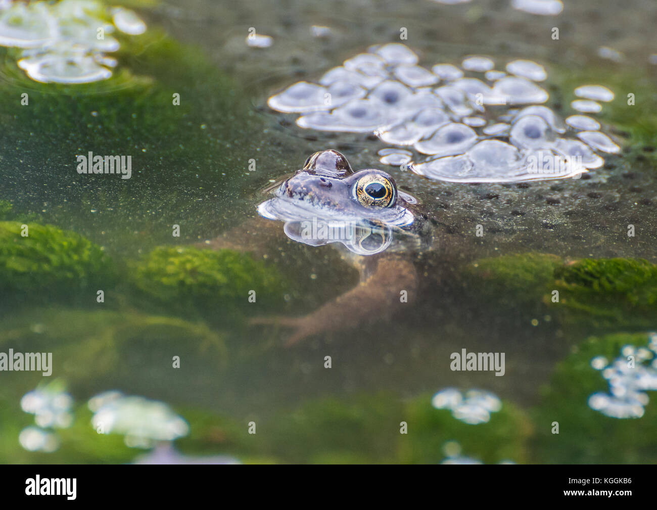 Eine Nahaufnahme von einem Frosch im Gartenteich. Stockfoto
