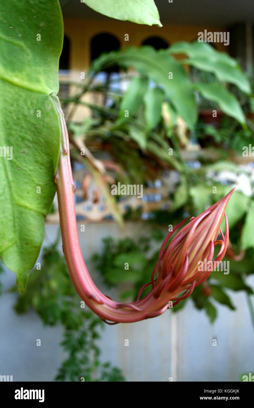 Lily von Bethlehem, auch "Brahma Kamal' in Indien, Bud aus untergeordneter Knoten Stockfoto