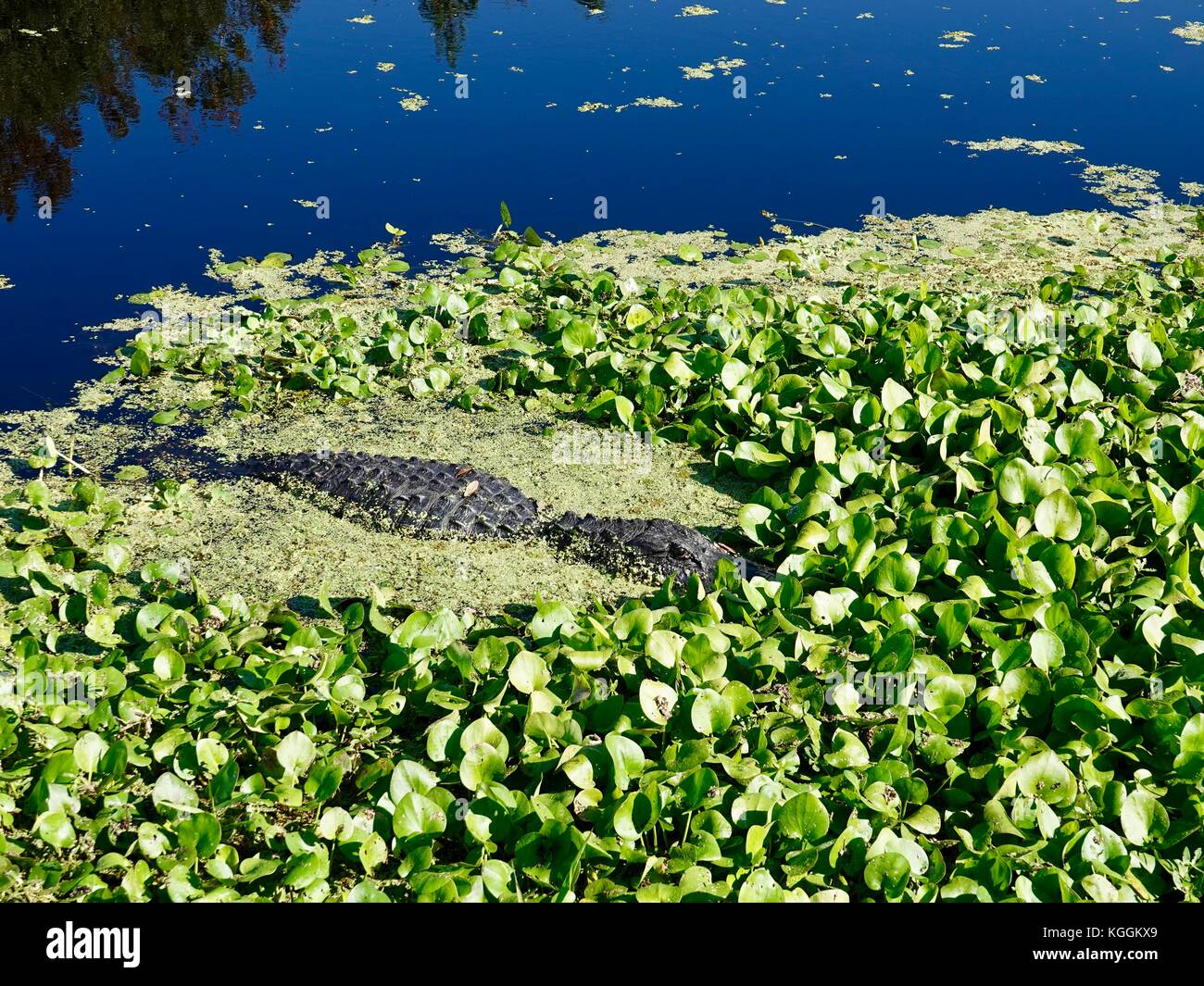 American alligator mississippiensis, A., am Rand des blauen Wassers mit grüner Vegetation. Alachua County, Florida, USA. Stockfoto