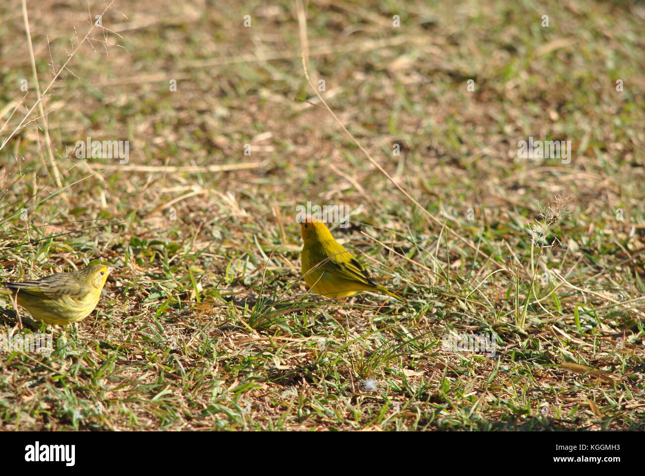 Safran finch Stockfoto
