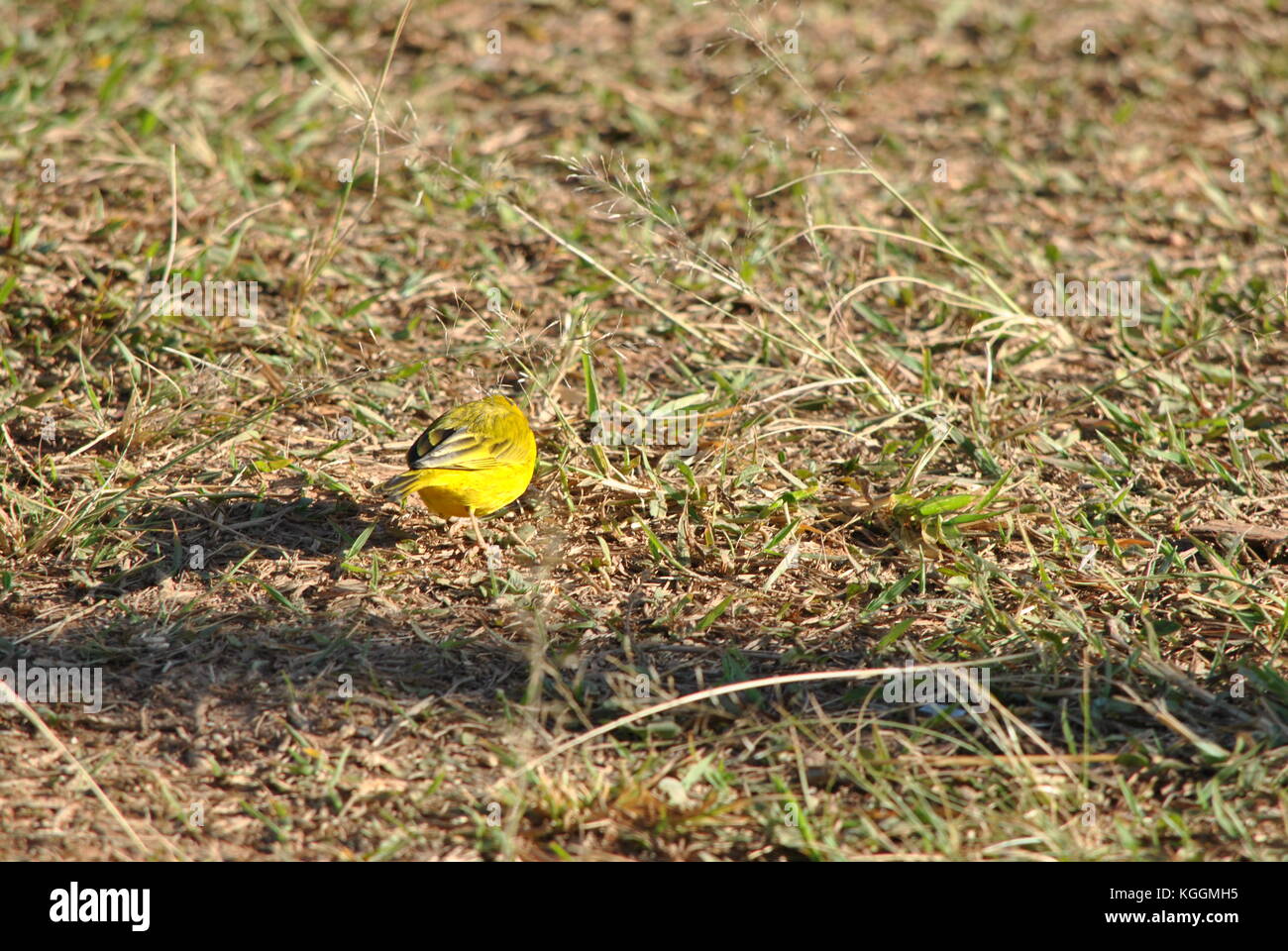 Safran finch Stockfoto