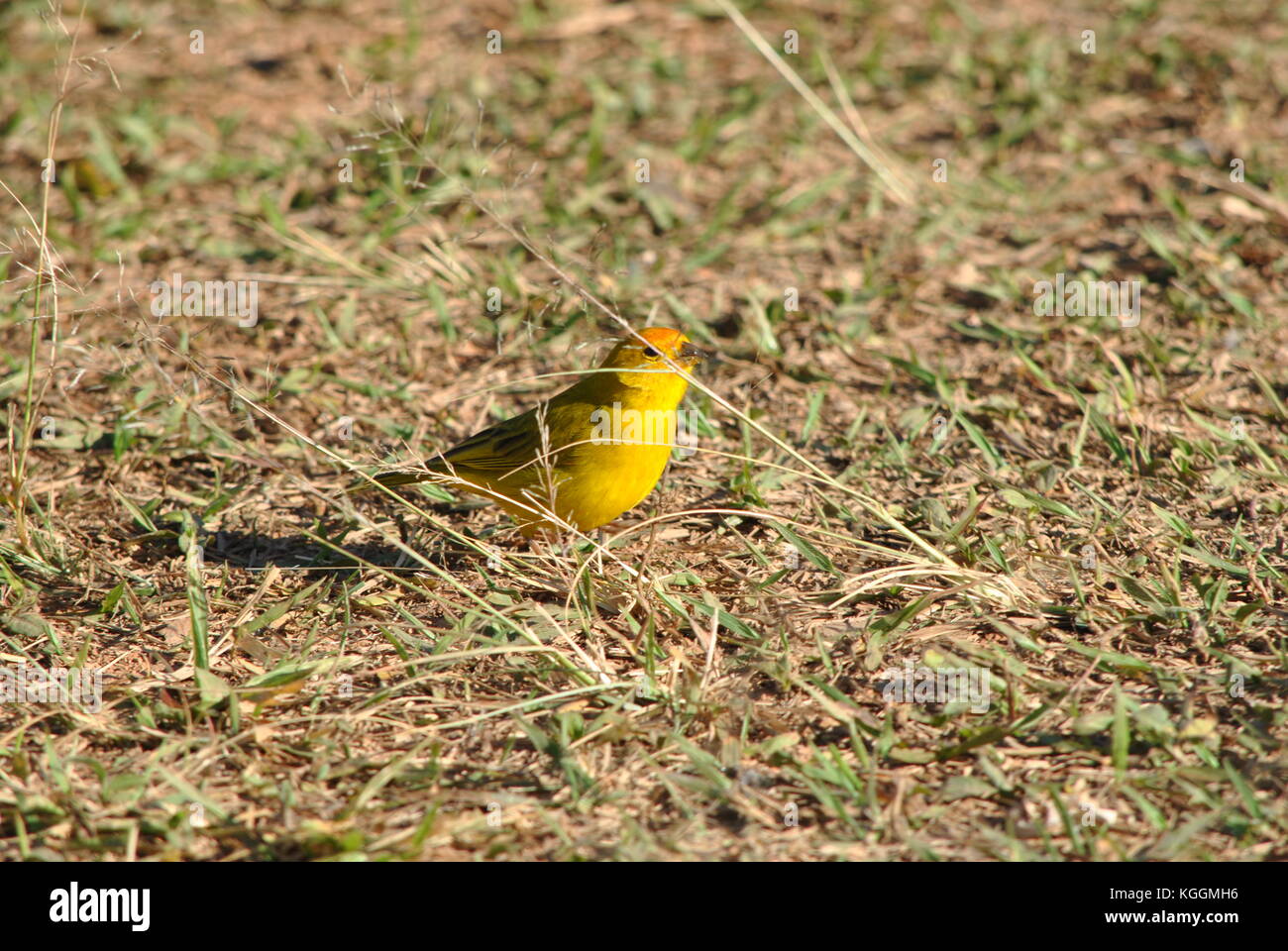 Safran finch Stockfoto