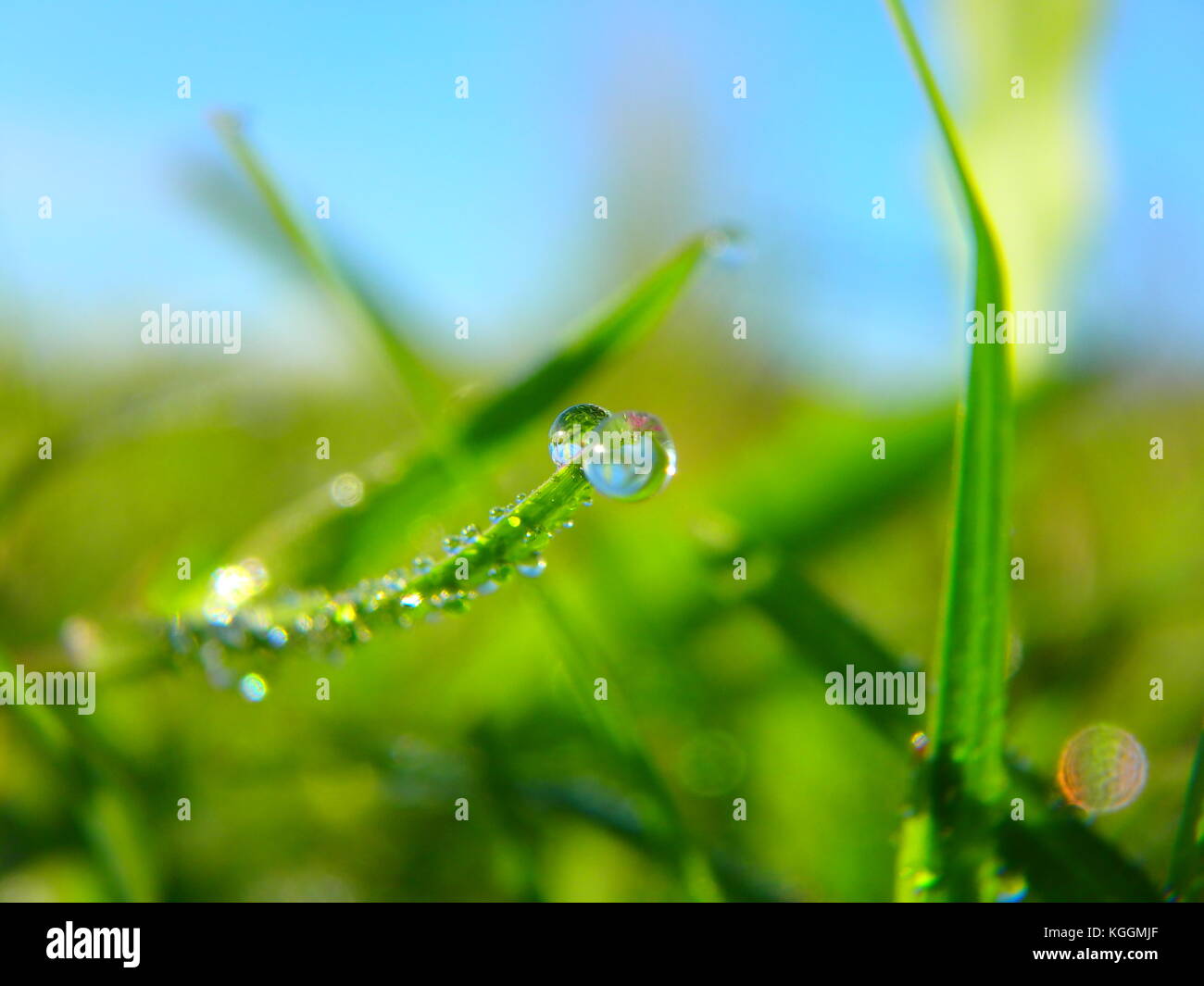 Morgentau und Sonnenlicht Stockfoto