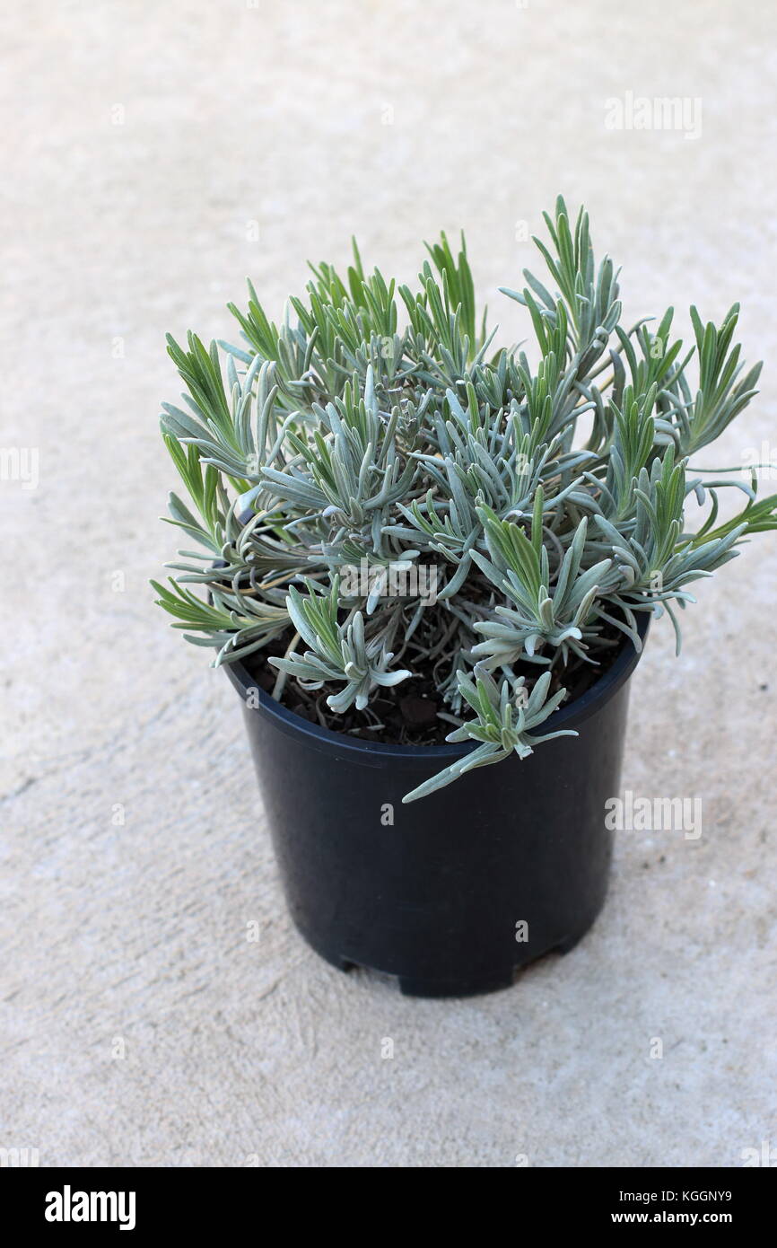 Junge Lavandula angustifolia oder bekannt als englischer Lavendel im Topf wachsen Stockfoto