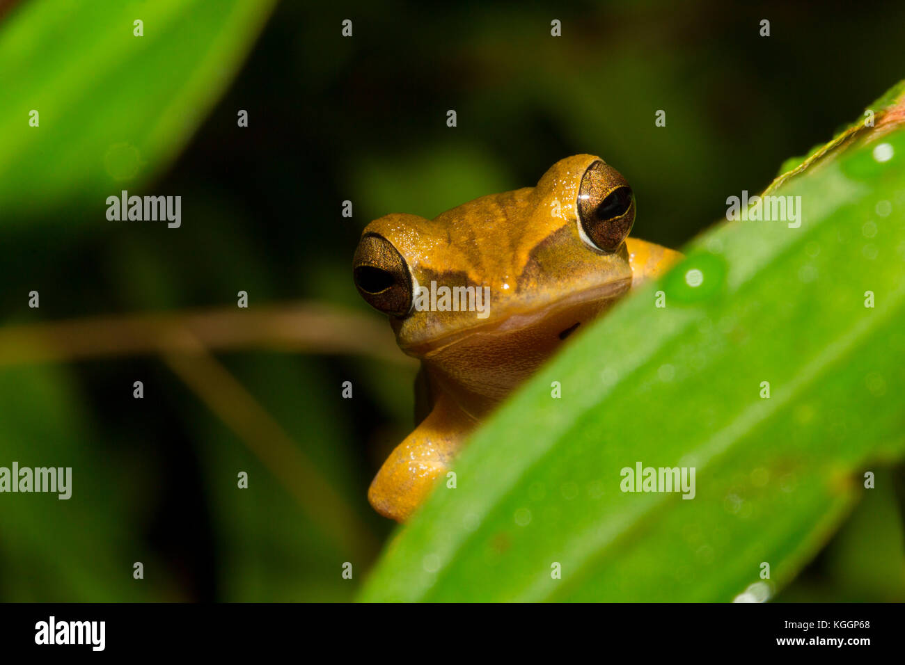 Brauner Laubfrosch (polypedates leucomystax) ist gemeinsame Laubfrosch weit verteilten throuugout Süd- und Südostasien. Borneo, Sarawak. Stockfoto