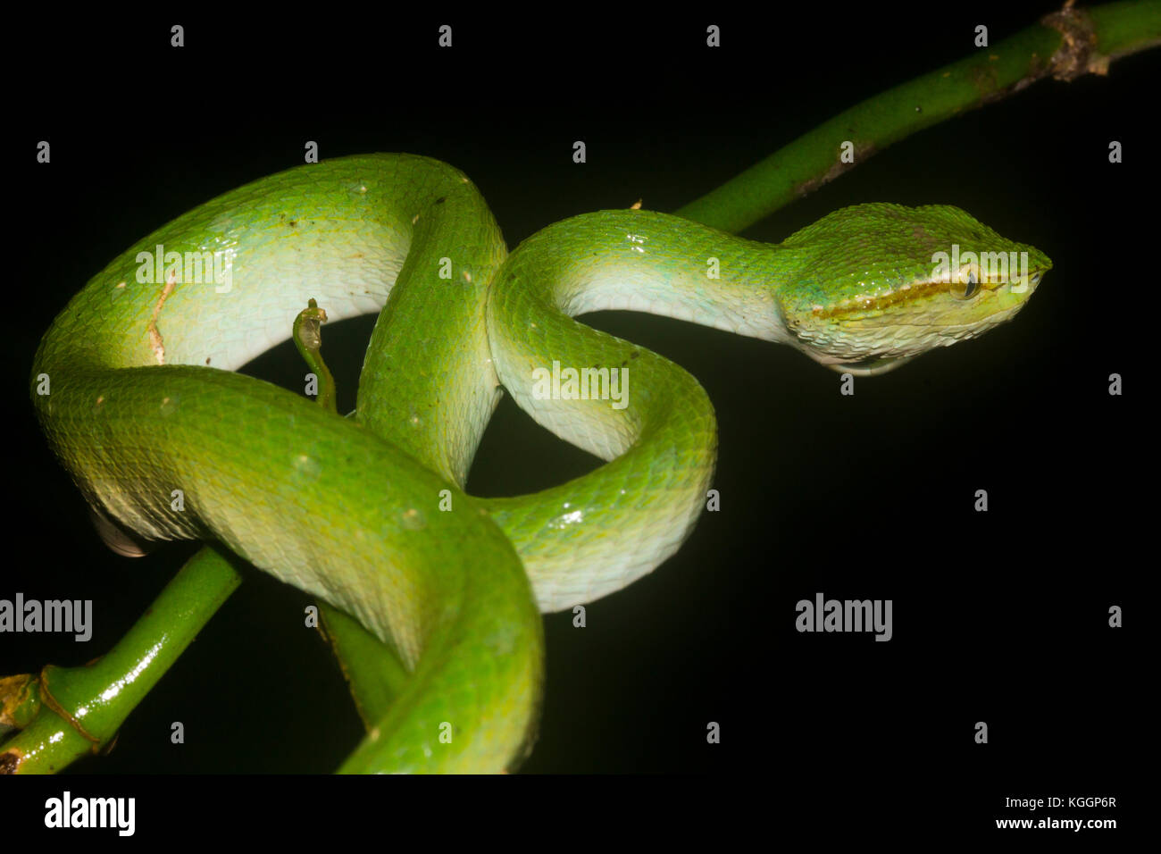 Borneo pit Viper, tropidolaemus subannulatus ist die häufigste giftige Schlange leben im Regenwald von Borneo. Gunung Mulu National Park, Sarawak. Stockfoto