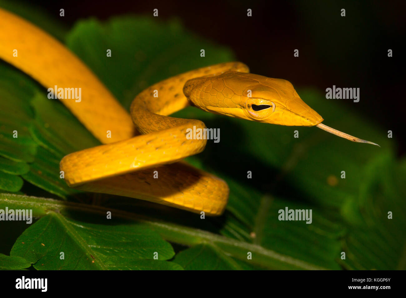 Ahaetulla prasina (Oriental whipsnake, asiatische Weinstock Schlange, Jade Vine Schlange) ist schlank, slighttly giftige Schlange leben auf Bäumen. np Gunung Mulu, Borneo. Stockfoto