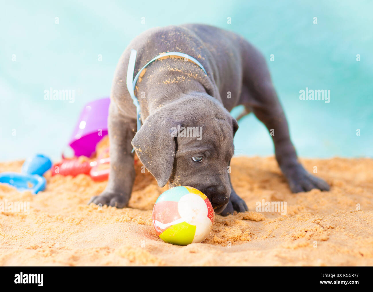 Reinrassige Dogge Welpe riechen einen Ball auf dem Sand Stockfoto